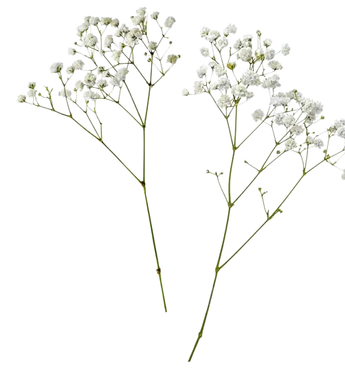 Decorative right