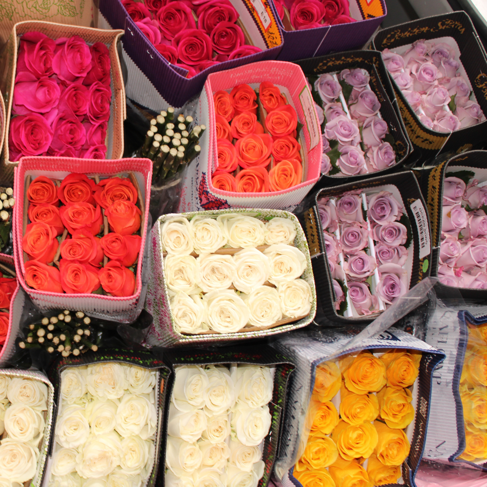 diseño sin título (6)